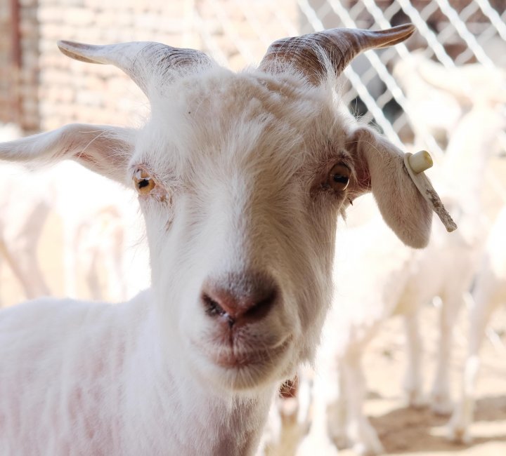 About Soft Goat Online Cashmere